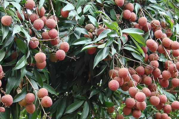 2018种荔枝赚钱吗?荔枝种植的利润与投资成本及前景预测