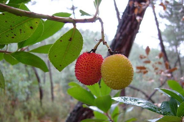 2018种荔枝赚钱吗?荔枝种植的利润与投资成本及前景预测