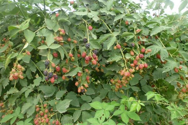 2018种树莓赚钱吗?树莓种植的利润与投资成本及前景预测