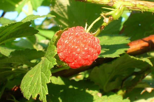 2018种树莓赚钱吗?树莓种植的利润与投资成本及前景预测