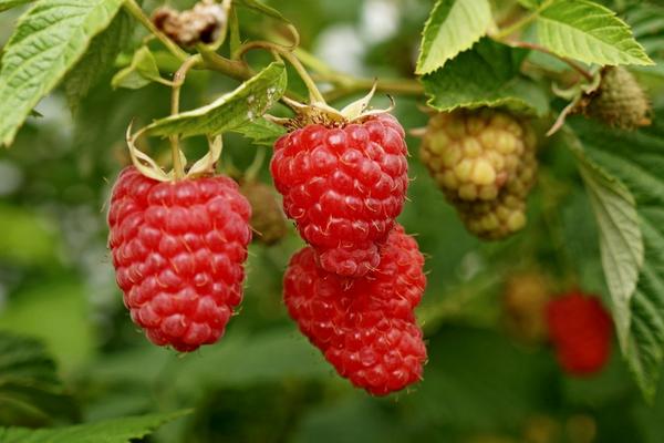 2018种树莓赚钱吗?树莓种植的利润与投资成本及前景预测