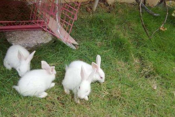 养100只长毛兔能赚多少钱?养长毛兔的成本和利润