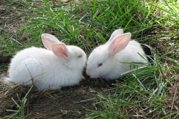 养100只长毛兔能赚多少钱?养长毛兔的成本和利润