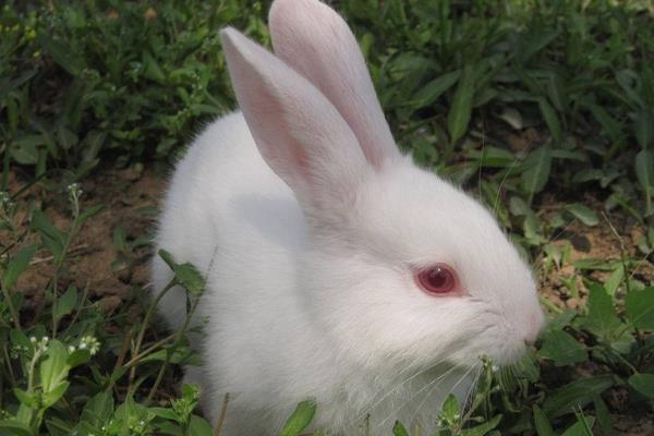 养100只长毛兔能赚多少钱?养长毛兔的成本和利润