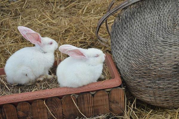 养100只长毛兔能赚多少钱?养长毛兔的成本和利润