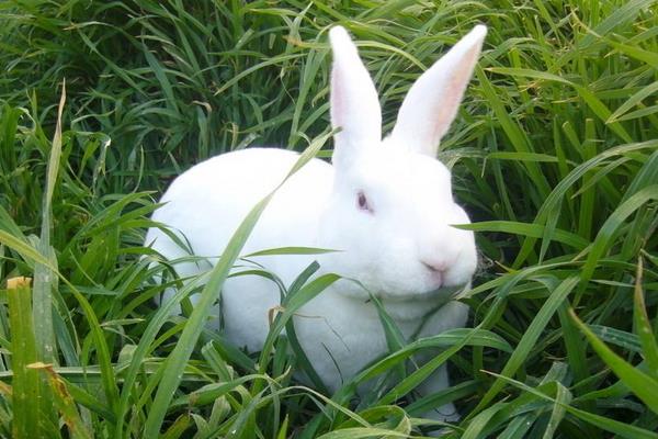 养100只长毛兔能赚多少钱?养长毛兔的成本和利润