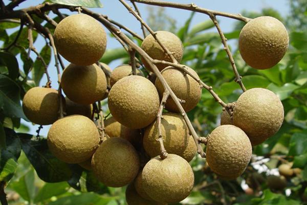 2018种龙眼赚钱吗?龙眼种植的利润与投资成本及前景预测