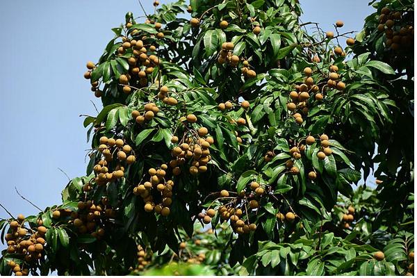 2018种龙眼赚钱吗?龙眼种植的利润与投资成本及前景预测