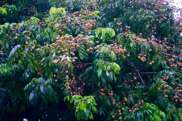 2018种龙眼赚钱吗?龙眼种植的利润与投资成本及前景预测