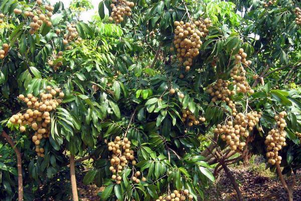 2018种龙眼赚钱吗?龙眼种植的利润与投资成本及前景预测