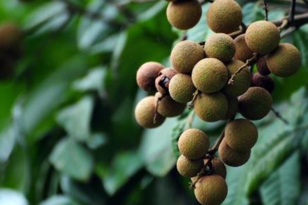 2018种龙眼赚钱吗?龙眼种植的利润与投资成本及前景预测