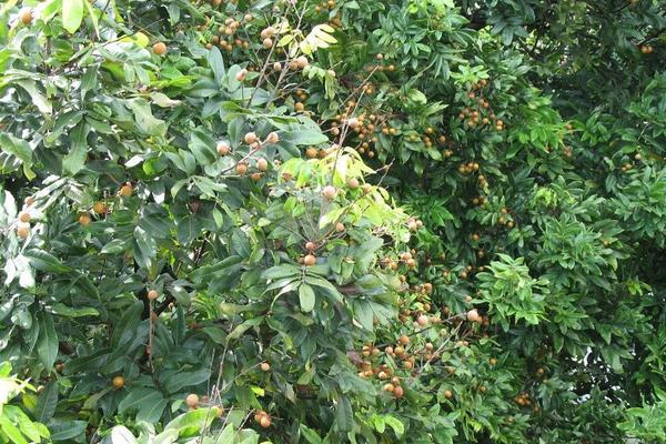 2018种龙眼赚钱吗?龙眼种植的利润与投资成本及前景预测