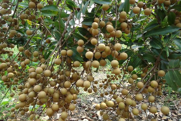 2018种龙眼赚钱吗?龙眼种植的利润与投资成本及前景预测