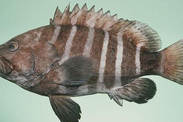 2015养石斑鱼赚钱吗?2015石斑鱼养殖前景及市场价格分析