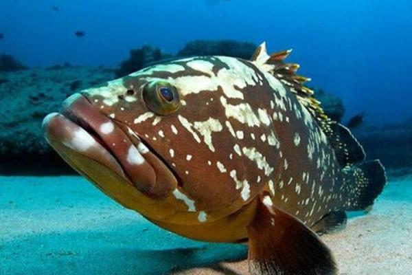 2015养石斑鱼赚钱吗?2015石斑鱼养殖前景及市场价格分析