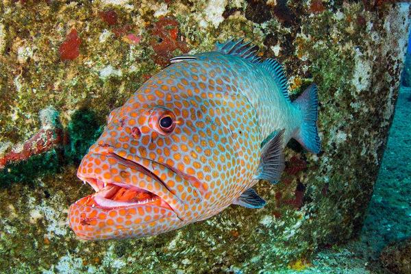 2015养石斑鱼赚钱吗?2015石斑鱼养殖前景及市场价格分析