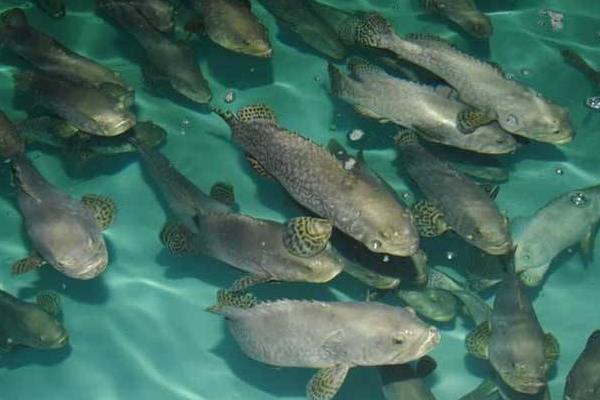 2015养石斑鱼赚钱吗?2015石斑鱼养殖前景及市场价格分析