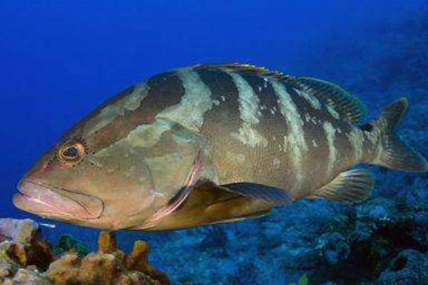 2015养石斑鱼赚钱吗?2015石斑鱼养殖前景及市场价格分析