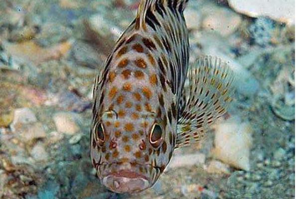 2015养石斑鱼赚钱吗?2015石斑鱼养殖前景及市场价格分析