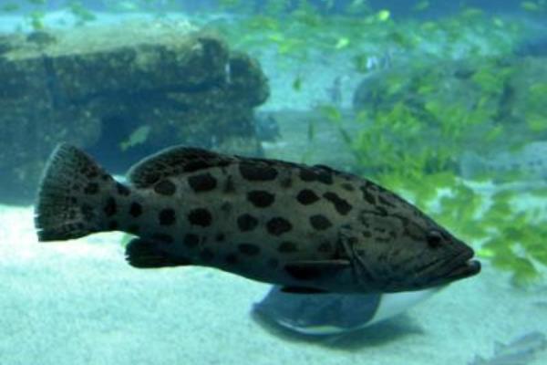 2015养石斑鱼赚钱吗?2015石斑鱼养殖前景及市场价格分析