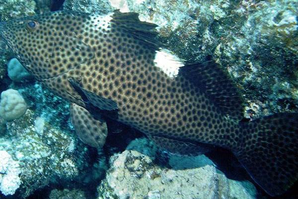 2015养石斑鱼赚钱吗?2015石斑鱼养殖前景及市场价格分析