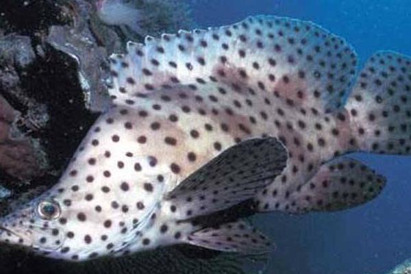 2015养石斑鱼赚钱吗?2015石斑鱼养殖前景及市场价格分析