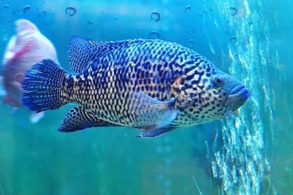2015养石斑鱼赚钱吗?2015石斑鱼养殖前景及市场价格分析