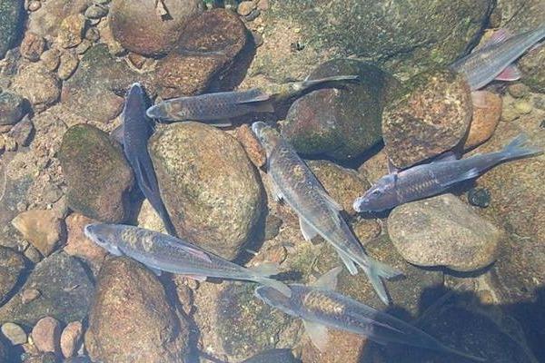 2015养石斑鱼赚钱吗?2015石斑鱼养殖前景及市场价格分析