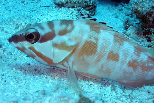 2015养石斑鱼赚钱吗?2015石斑鱼养殖前景及市场价格分析