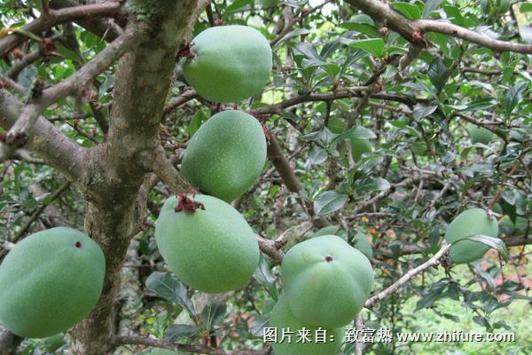 孕妇可以吃酸木瓜吗