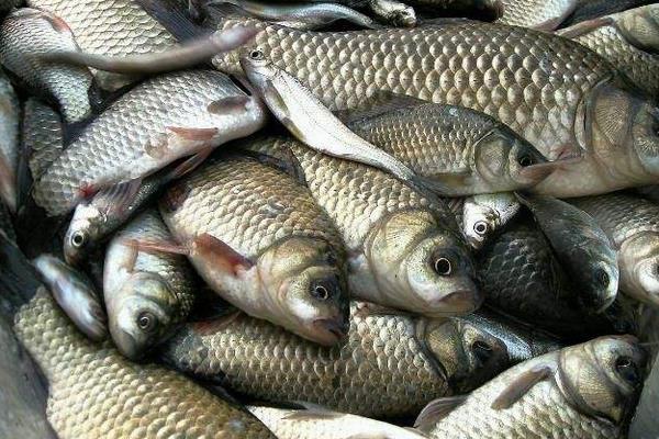 池塘如何养殖鲤鱼才能高产