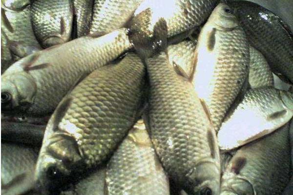 池塘如何养殖鲤鱼才能高产