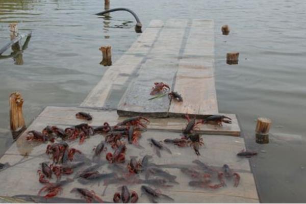 池塘里养小龙虾该怎么养？