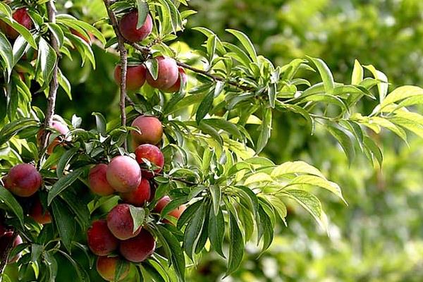 种李子树的修剪方法