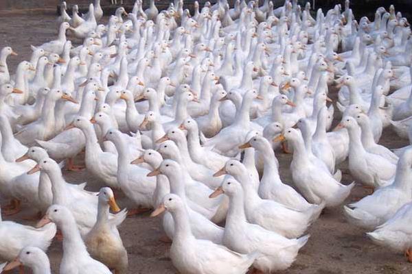 养肉鸭子怎么建大棚?大棚养肉鸭子的技术
