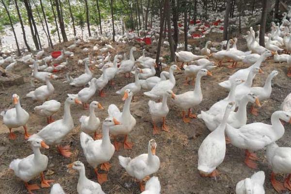 养肉鸭子怎么建大棚?大棚养肉鸭子的技术