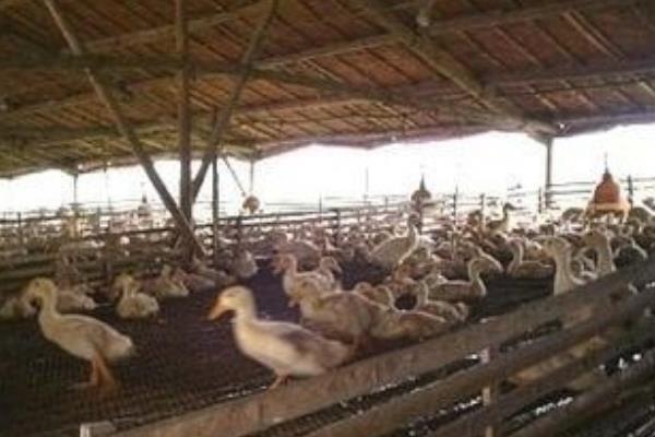 养肉鸭子怎么建大棚?大棚养肉鸭子的技术