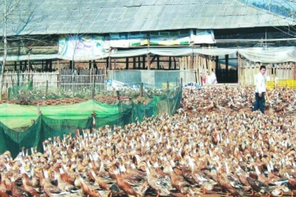 养肉鸭子怎么建大棚?大棚养肉鸭子的技术