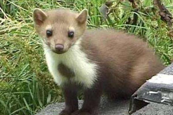 2015养水貂赚钱吗？2015水貂养殖前景及市场价格分析