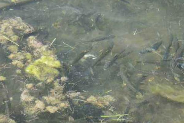 底部增氧养黑鱼养殖好方法