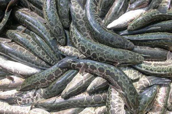 底部增氧养黑鱼养殖好方法