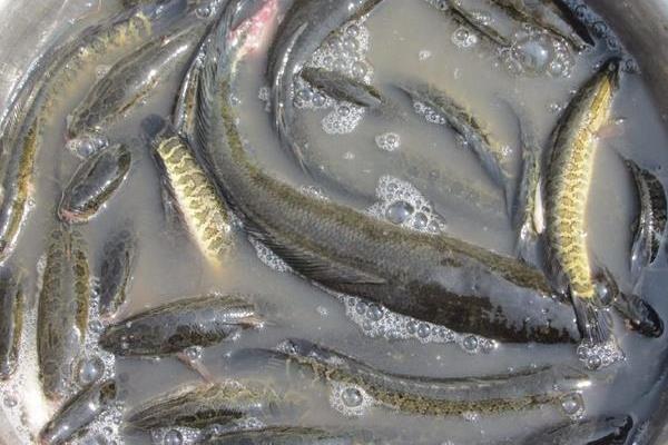 底部增氧养黑鱼养殖好方法