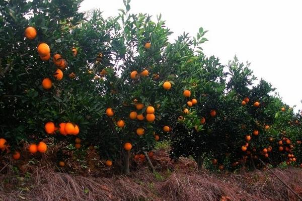 2018种脐橙赚钱吗？脐橙种植的利润与投资成本及前景预测