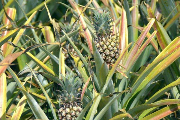 2018种菠萝赚钱吗?菠萝种植的利润与投资成本及前景预测