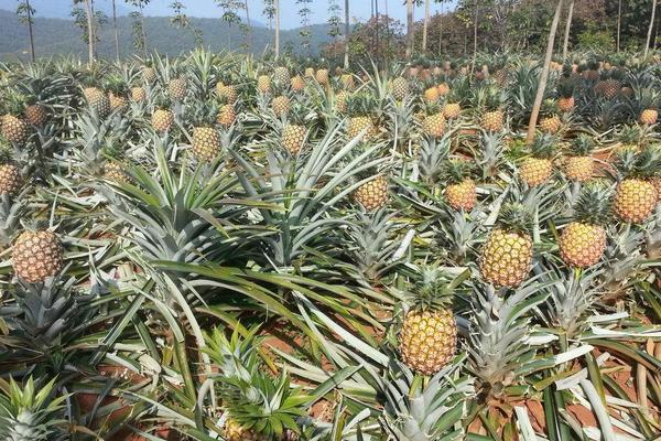 2018种菠萝赚钱吗?菠萝种植的利润与投资成本及前景预测
