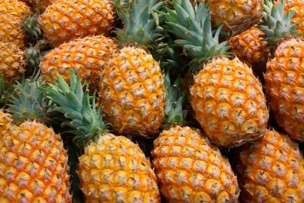 2018种菠萝赚钱吗?菠萝种植的利润与投资成本及前景预测