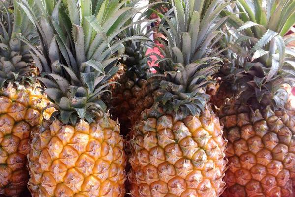 2018种菠萝赚钱吗?菠萝种植的利润与投资成本及前景预测