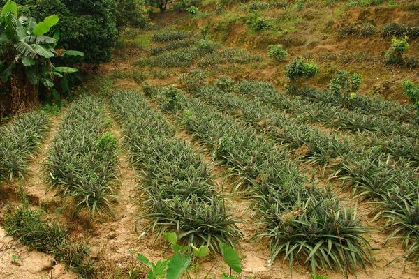 2018种菠萝赚钱吗?菠萝种植的利润与投资成本及前景预测