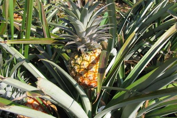 2018种菠萝赚钱吗?菠萝种植的利润与投资成本及前景预测