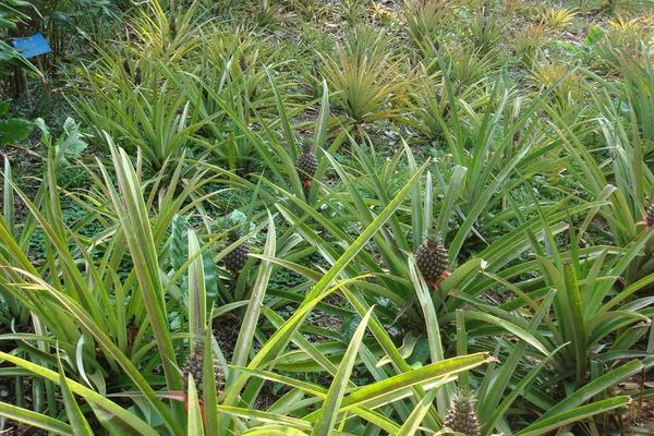 2018种菠萝赚钱吗?菠萝种植的利润与投资成本及前景预测